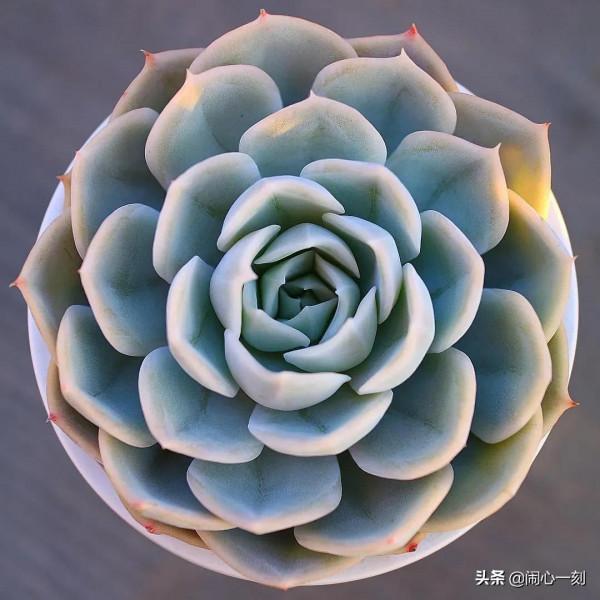 分享&mdash;&mdash;多肉，肉出花朵