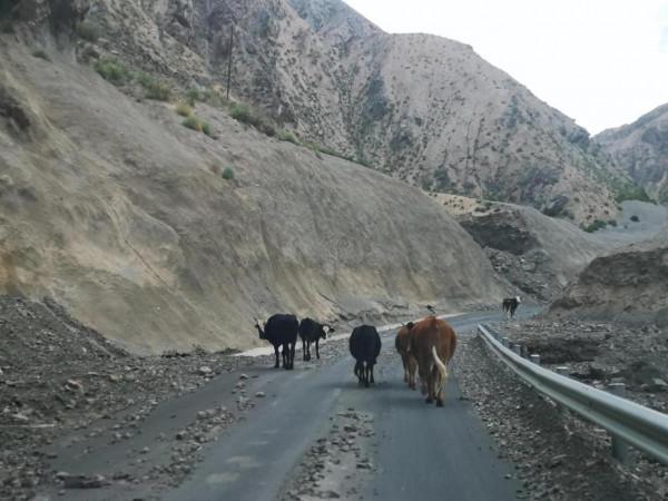 塔莎古道驚魂記