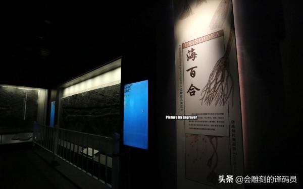 貴州地質博物館內的那些珍惜礦石（化石）、寶石你最喜歡那一塊？