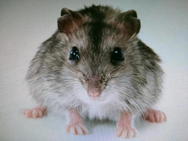 大話十二生肖之一 子鼠演說詞