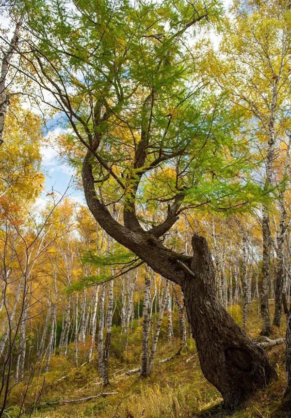層林盡染的黃崗梁,許你一個秋天的童話 層林盡染的黃崗梁,許你一個秋天的童話