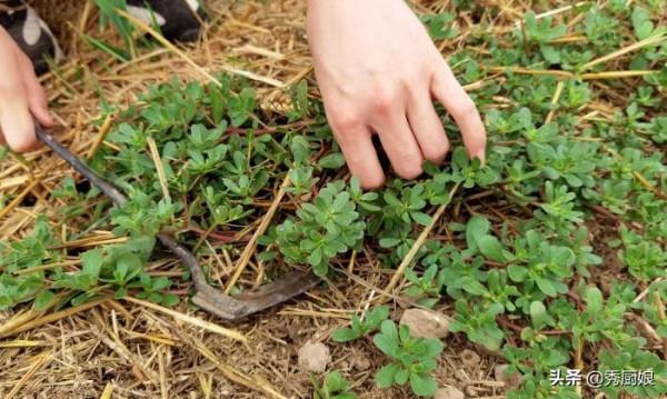 這5種廉價蔬菜,曬乾比新鮮的好吃太多,炒菜燉肉都香,放1年不壞 這5種廉價蔬菜,曬乾比新鮮的好吃太多,炒菜燉肉都香,放1年不壞