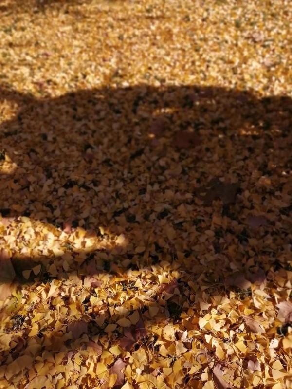 最美陶然亭 最美陶然亭