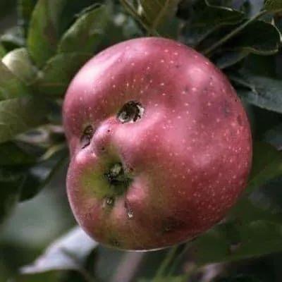 來自植物世界的精靈