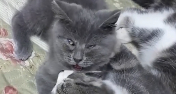 天生自帶表情包的貓貓 表情誇張每張都能成為迷惑圖