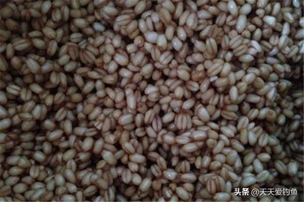 入冬之前野釣大鯽魚，我從來不用蚯蚓和紅蟲，這些素餌才是首選