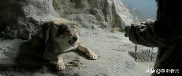 心機野狼如何被“招安”成了溫順家犬:很多時候,就是餓的 心機野狼如何被“招安”成了溫順家犬:很多時候,就是餓的