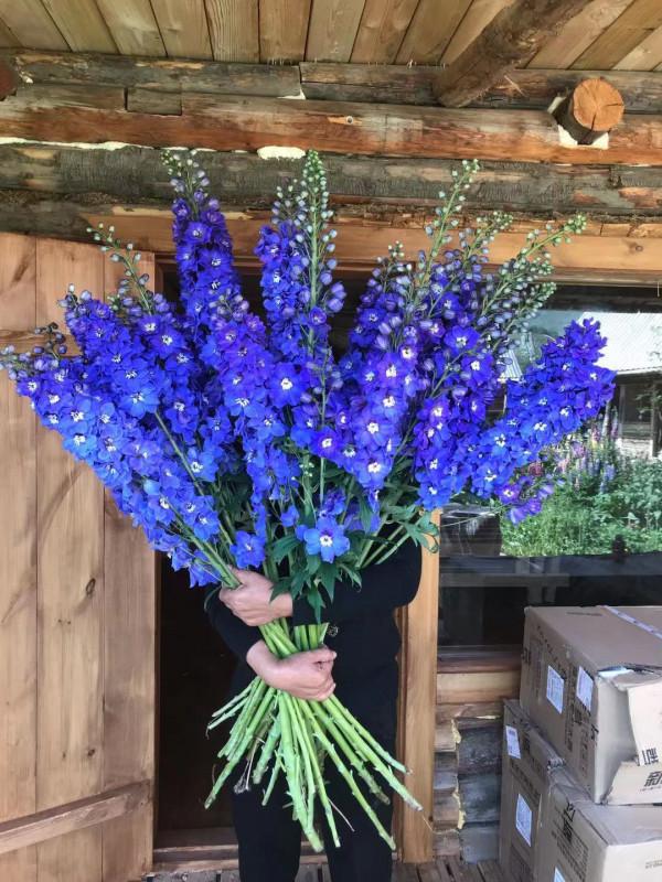 多少人的夢想!湖南姑娘用5年,在新疆禾木打造了個絕美花園 多少人的夢想!湖南姑娘用5年,在新疆禾木打造了個絕美花園