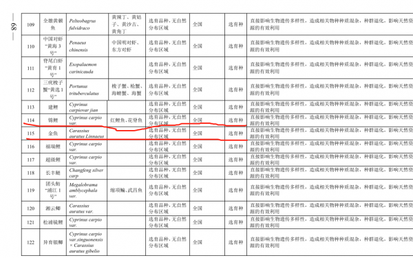 釣魚人野釣都犯了一個大錯&comma;劉志強也不能倖免&comma;釣到金魚錦鯉咋辦&quest;