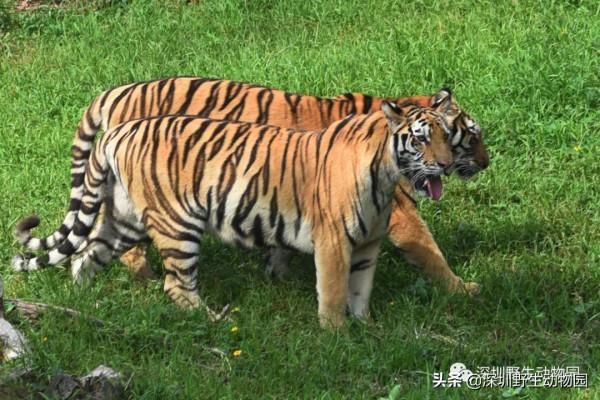 今年的一切以&OpenCurlyDoubleQuote;大橘&rdquo;為重