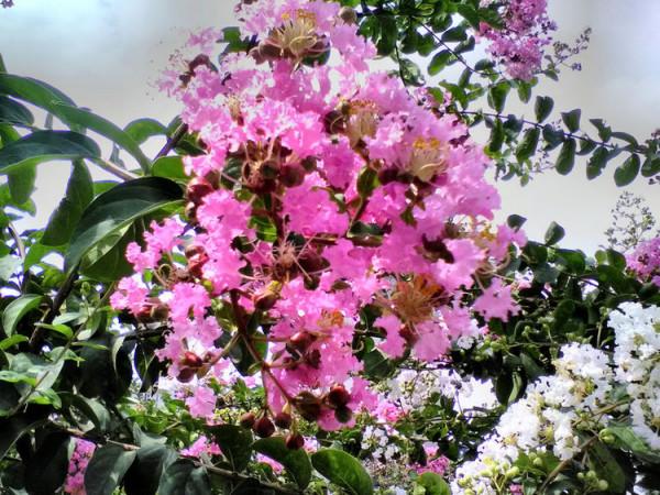 你喜歡紫薇花? 你喜歡紫薇花?