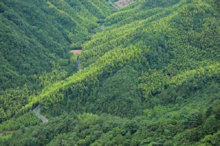 這樣的森林小木屋你可喜歡？