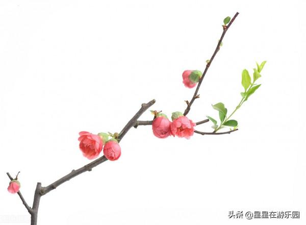 聊齋故事：閻羅抵命