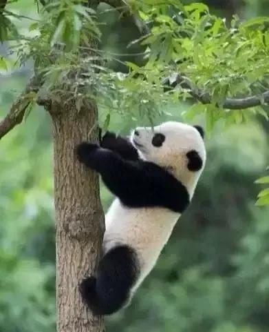 國寶“大熊貓”國家一級保護動物，這也太萌了吧