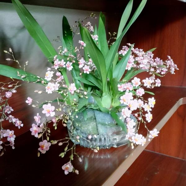 既好養，又好看的懶人花卉，不用勤澆水，也能快速生長開花