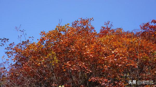本想獨擁一山紅葉,無意中卻發現汝州大峪火石溝一處山水秘境 本想獨擁一山紅葉,無意中卻發現汝州大峪火石溝一處山水秘境