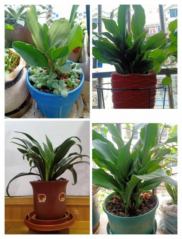 什麼綠植比較好養