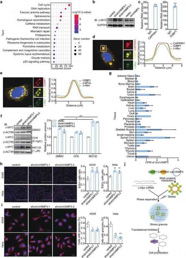 趙方慶團隊揭示環狀RNA促進相分離調控腫瘤發展分子機制