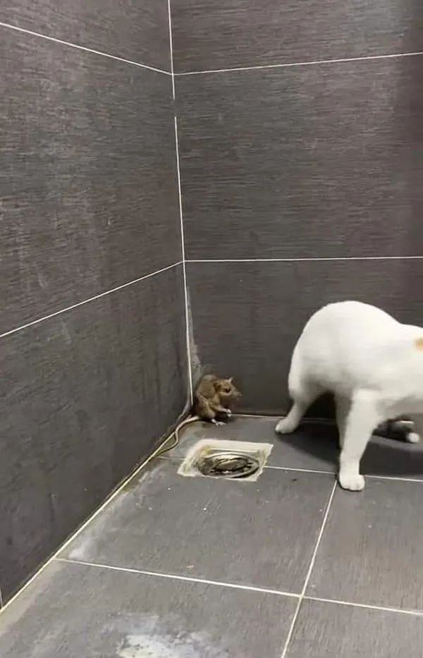 貓抓了只老鼠,結果往浴室一放,就倒頭睡覺,把主人看懵了 貓抓了只老鼠,結果往浴室一放,就倒頭睡覺,把主人看懵了