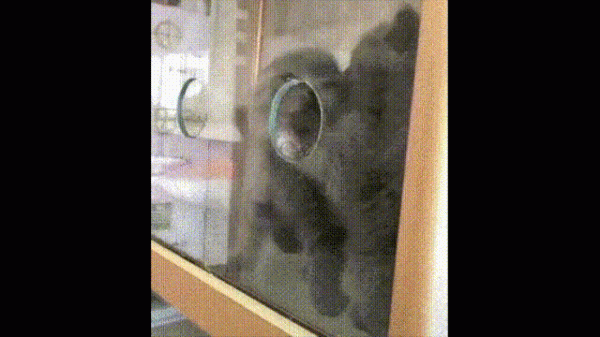 液體貓咪之謎：為什麼說貓都是液體？這竟然是被證明過的科學結論