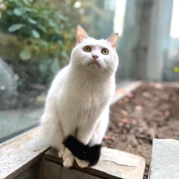 小嶽嶽：你知道我為了紅有多努力嗎？