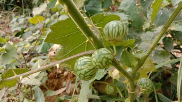 刺天茄農民見到就鋤除，用根煮水泡腳散瘀消腫，果子卻不能吃