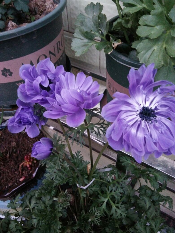 銀蓮花種球像話梅乾，開花卻輕盈飄逸，現在種初春就開花