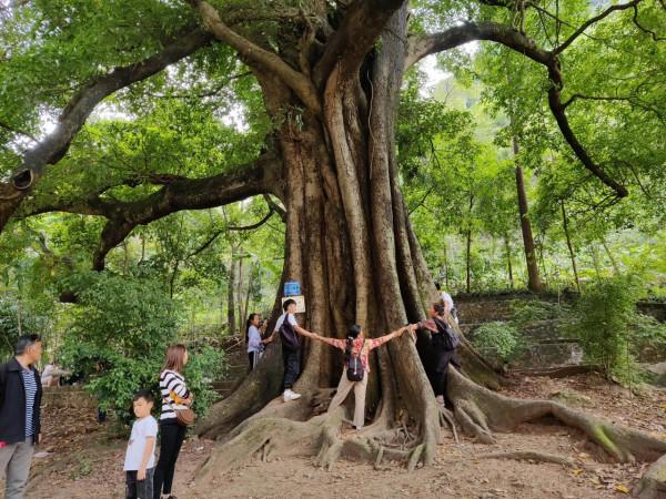 遊尼珠河大峽谷（其二） 文/禎祥居士