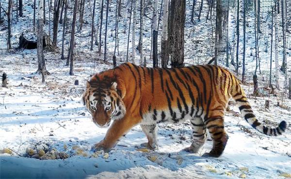 東北虎豹公園旗艦物種 東北虎豹公園旗艦物種