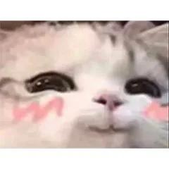 搞笑表情包-_-||可愛貓貓能有什麼壞心思呢