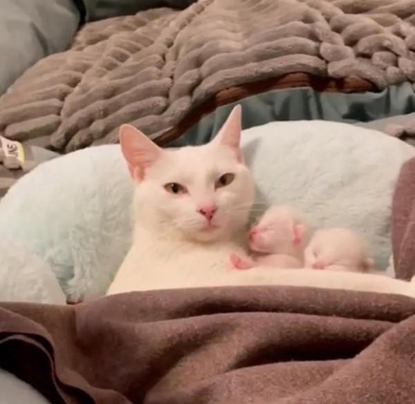 世上只有媽媽好，熊貓寶寶在媽媽懷裡撒嬌，鸚鵡寶寶看起來好乖