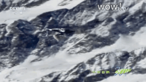 為了讓娃看懂冬奧,我私藏了這些絕招兒!今冬必須給娃安排上 為了讓娃看懂冬奧,我私藏了這些絕招兒!今冬必須給娃安排上