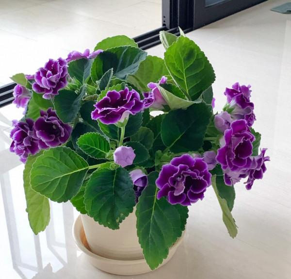 9種&OpenCurlyDoubleQuote;貴氣花&rdquo;，立春後&OpenCurlyDoubleQuote;快扦插&rdquo;，生根快，比夏天還&OpenCurlyDoubleQuote;好活&rdquo;