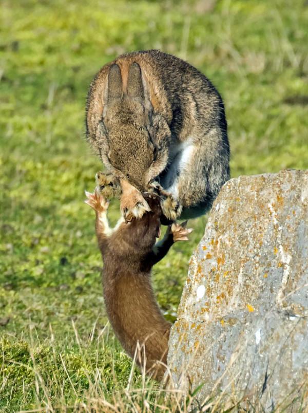 黃鼠狼的天敵是什麼？看家護院的社會大鵝，還是戰無不勝的貓？