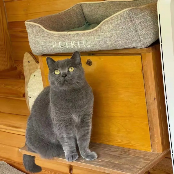 《論“肚腩”對小貓咪的重要性》