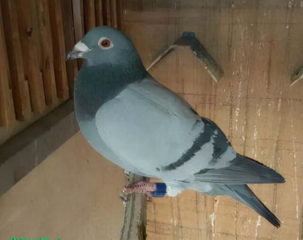 信鴿足環問題必須要重視