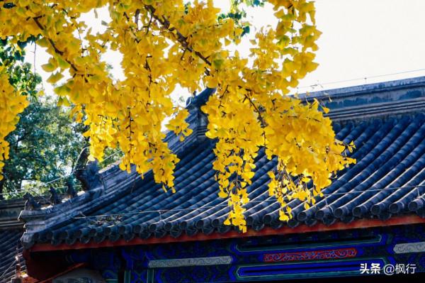 再有半個月，北京將迎來最美的季節，12個銀杏寶藏地，附機位攻略