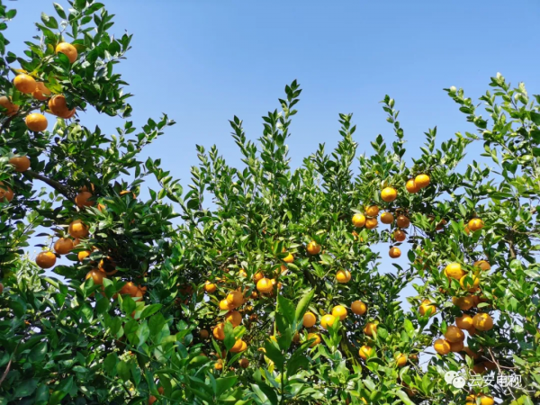 白石石底：貢柑喜獲豐收，預計產值1000多萬元