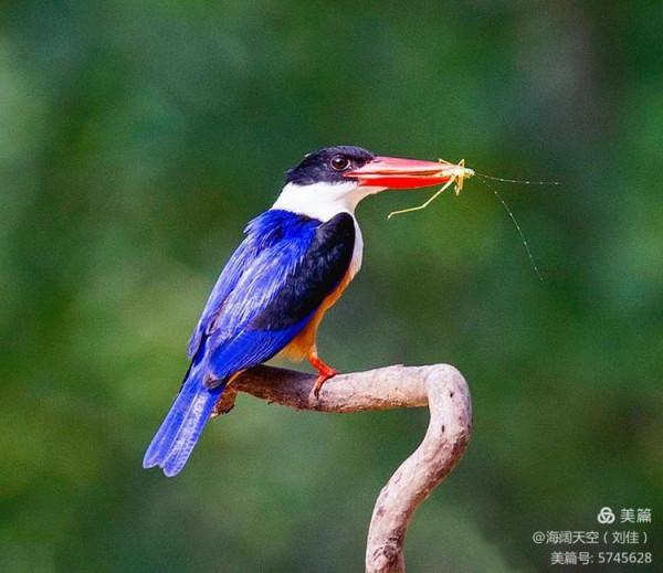自然界中最美的鳥兒之一藍翡翠