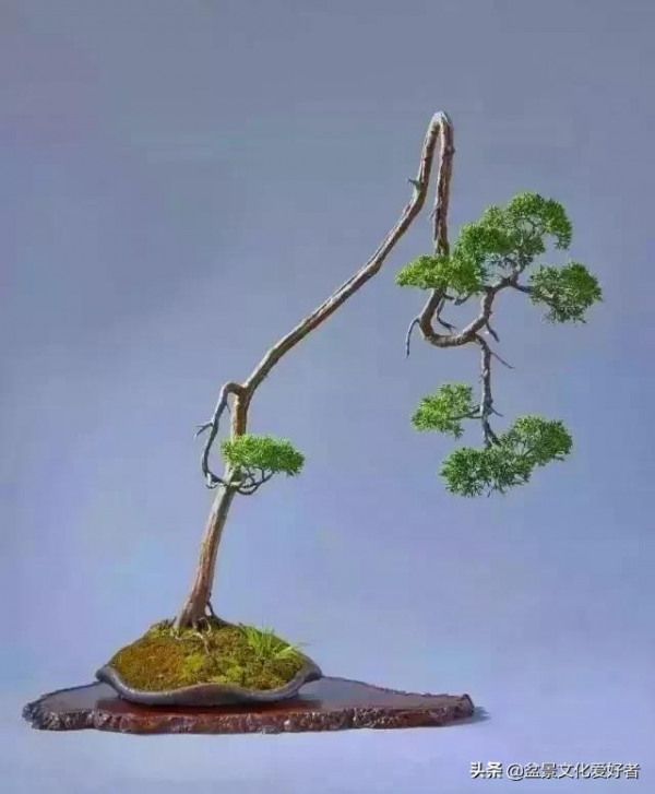 最美的文人盆景，妙不可言