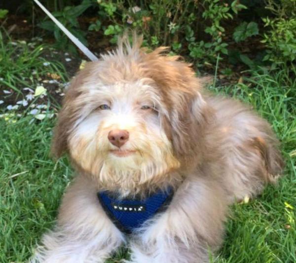 狗狗因長著“人臉”被拋棄,幸好女孩不嫌棄,養一年卻意外走紅 狗狗因長著“人臉”被拋棄,幸好女孩不嫌棄,養一年卻意外走紅