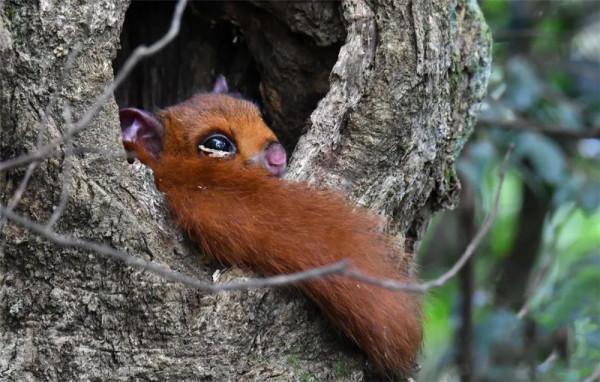 福建天寶巖發現飛虎，長得像樹狗，住20米高的樹洞，可滑翔60米遠
