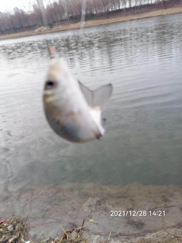 不斷改變作釣思路，寒冷冬季也能釣大板鯽