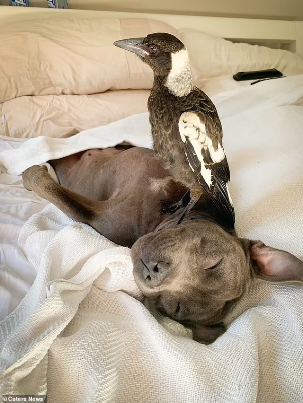 鬥牛㹴和喜鵲竟然成了形影不離的好朋友，喜鵲以為自己也是狗