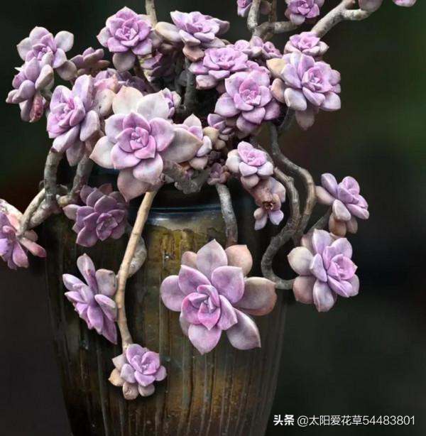 9種口碑非常好的多肉,易養護,出狀態又仙又美 9種口碑非常好的多肉,易養護,出狀態又仙又美