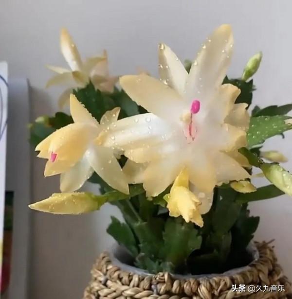 分享——美麗動人的蟹爪蘭