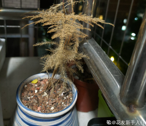 文竹黃葉剪一刀，少澆水多通風，順利度夏