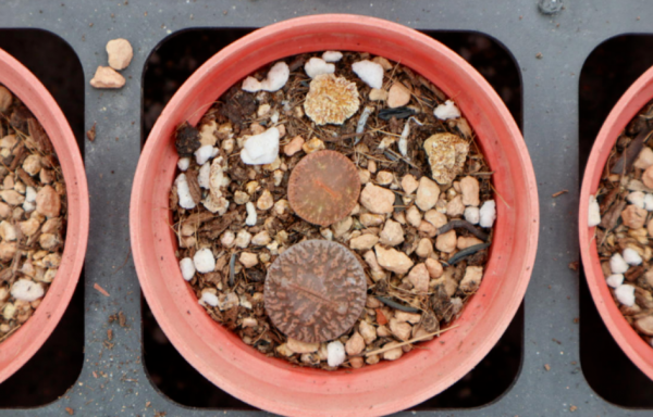 養蛻皮中的石生花,做好這4件事,才是名副其實的“富貴玉” 養蛻皮中的石生花,做好這4件事,才是名副其實的“富貴玉”