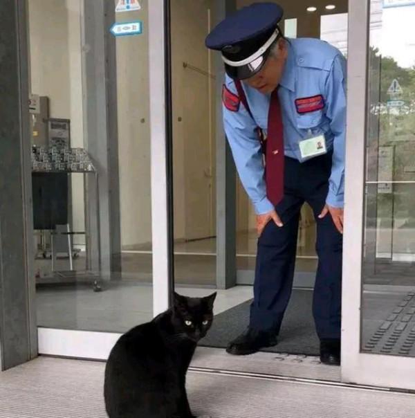 保安連續4年被貓騷擾，本以為是想求收養，瞭解意圖後被可愛到了