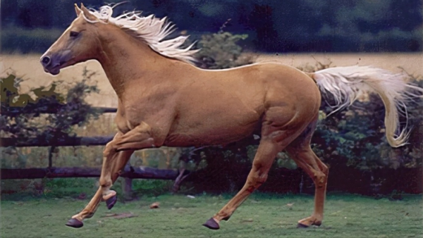 全球最貴的九種馬，價值四億的馬你見過嗎？汗血寶馬無緣榜首